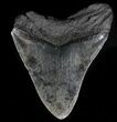 Fossil Megalodon Tooth #56970-2